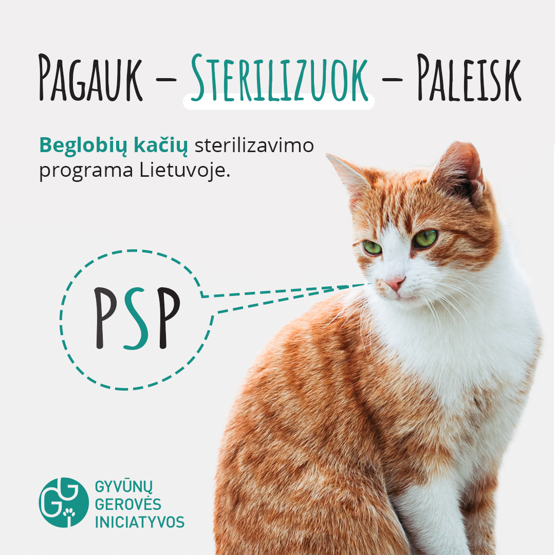 „Pagauk – sterilizuok – paleisk“  –  beglobių kačių sterilizavimo programa Lietuvoje