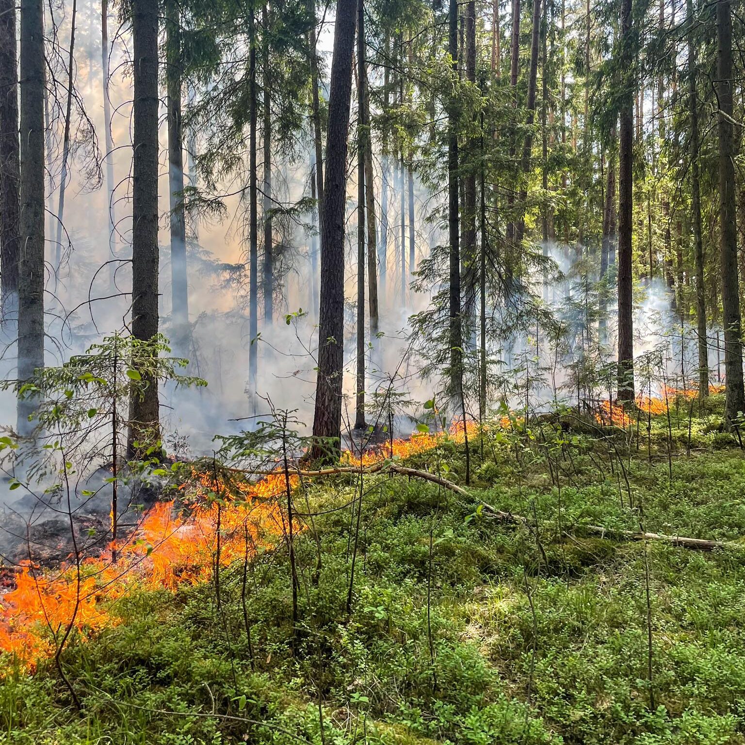 Miškų gaisringumas šalyje siekia aukščiausią lygį – miškininkai prašo miške poilsiauti atsakingai...