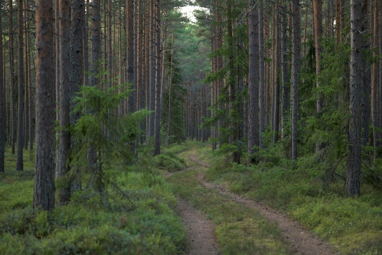 Privačių miškų kokybei gerinti bus skiriamos dotacijos